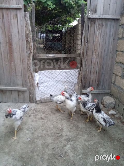 Toyuq cücələri, Ətlik, Ünvandan götürmə — Xaçmaz