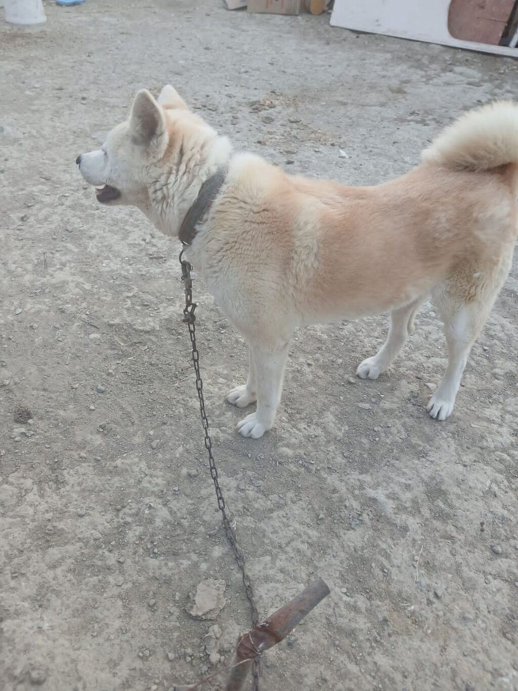 Akita-inu, 1 il, Dişi — Heyvanlar, Salyan (2)