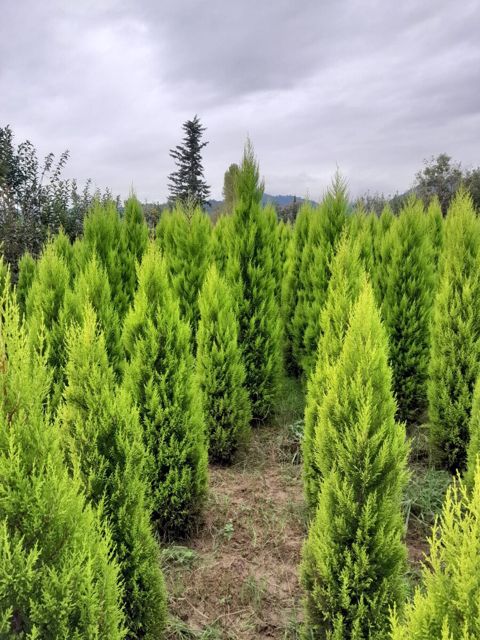 Limon ağacı — Bakı