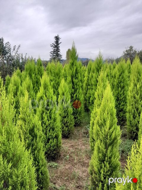Limon ağacı — Bakı