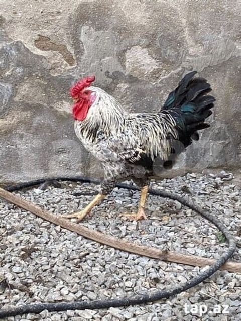 Kənd xoruzları — Bakı