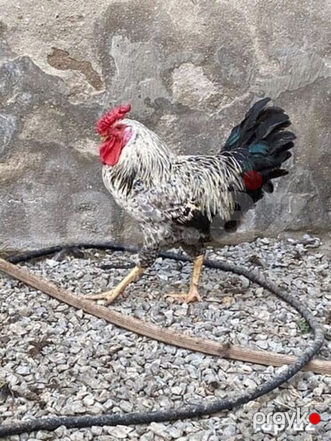 Kənd xoruzları — Bakı