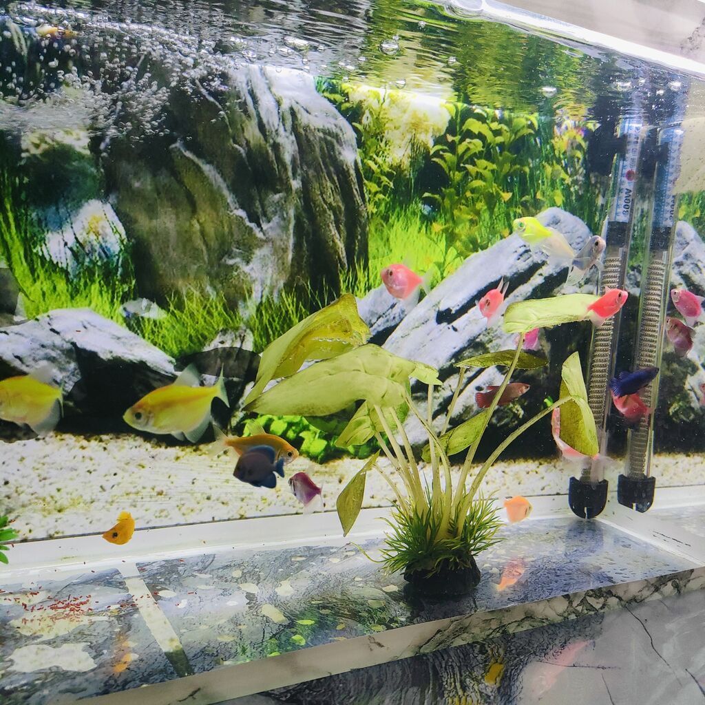 Şüşə akvarium 17 eded Glofish balığı renga reng 2 dekor bezekli — Heyvanlar, Gəncə (5)