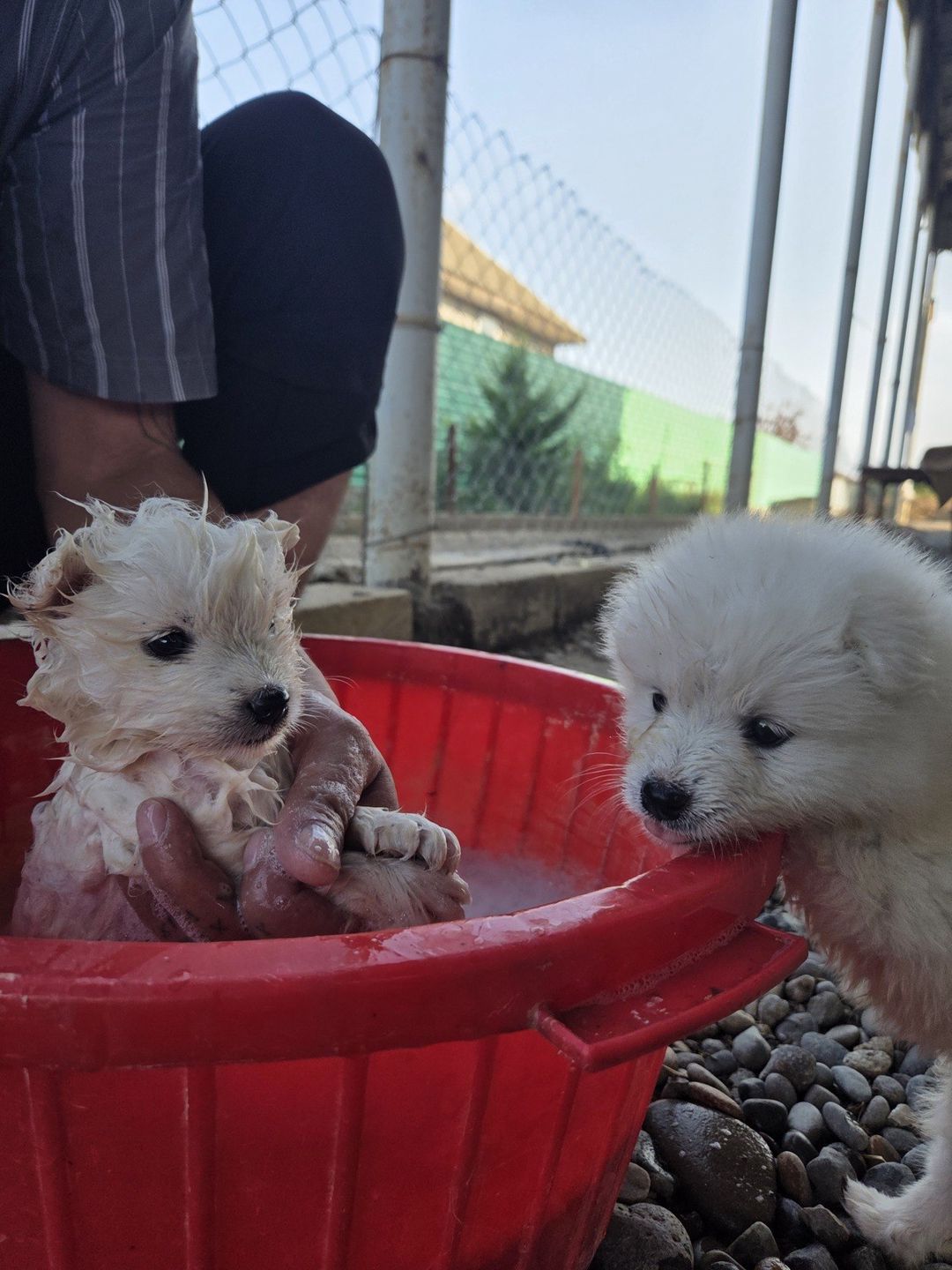 Samoyed — Heyvanlar, Bakı (12)