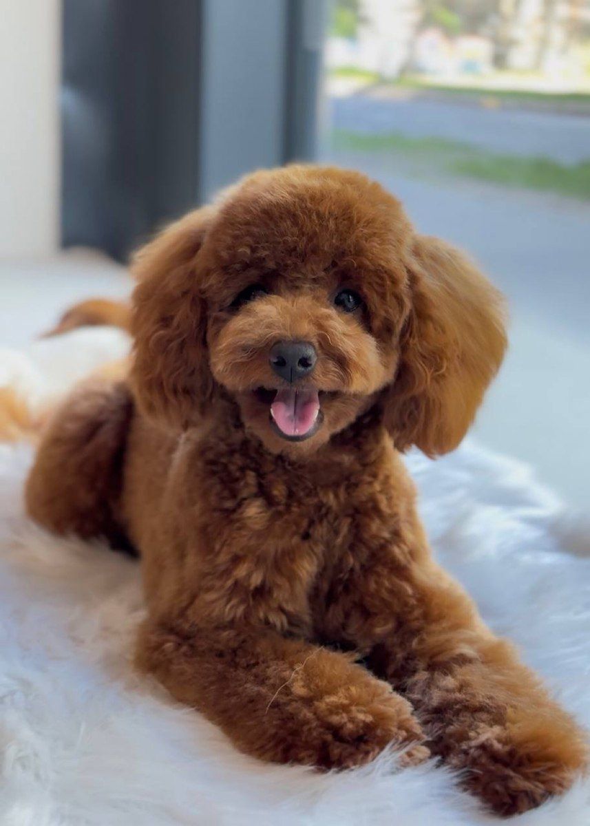 Toy pudel cütləşdirmək üçün — Heyvanlar, Bakı (3)