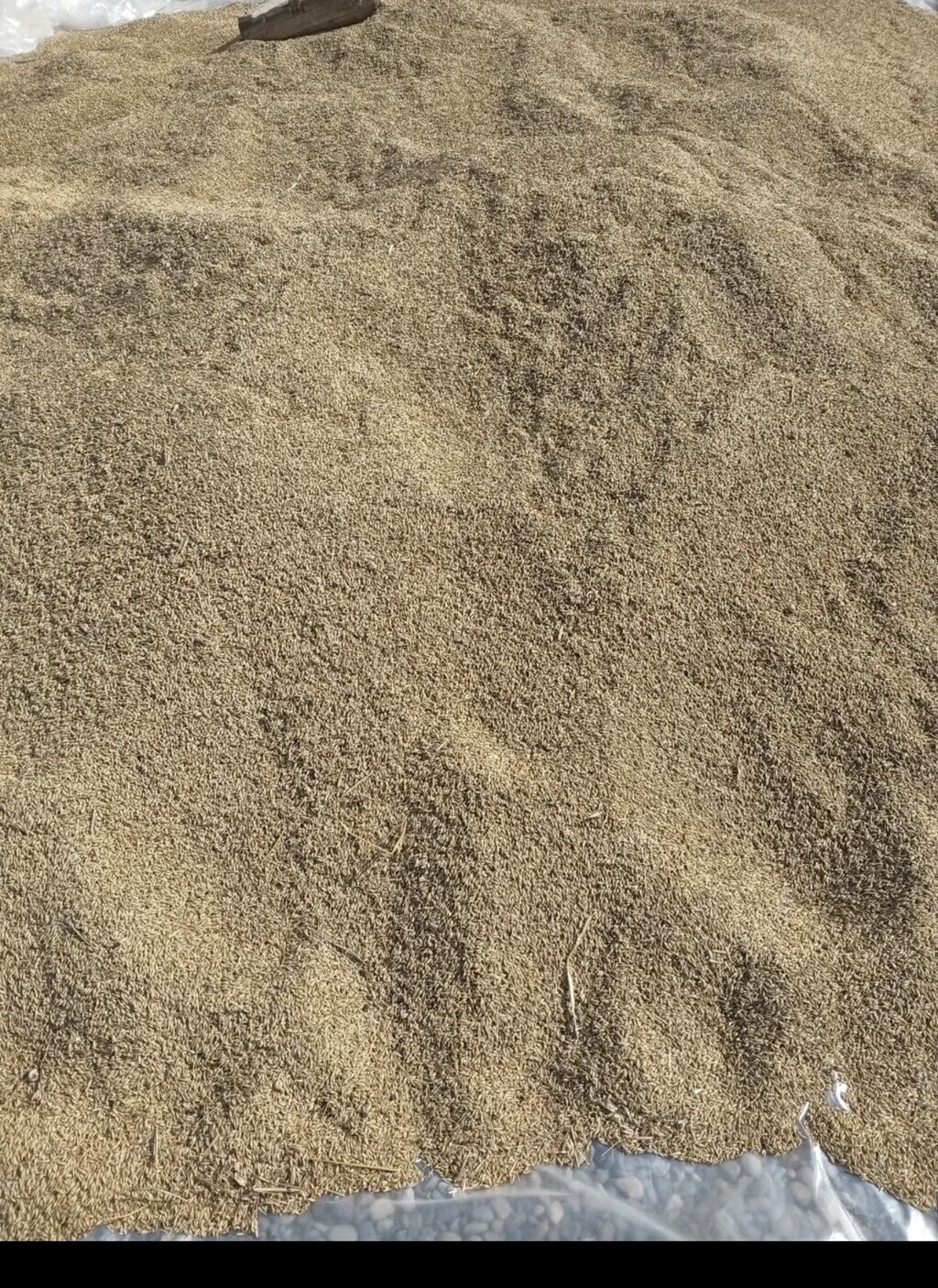 30 qepiye kilosu — Bitkilər, Kürdəmir (2)