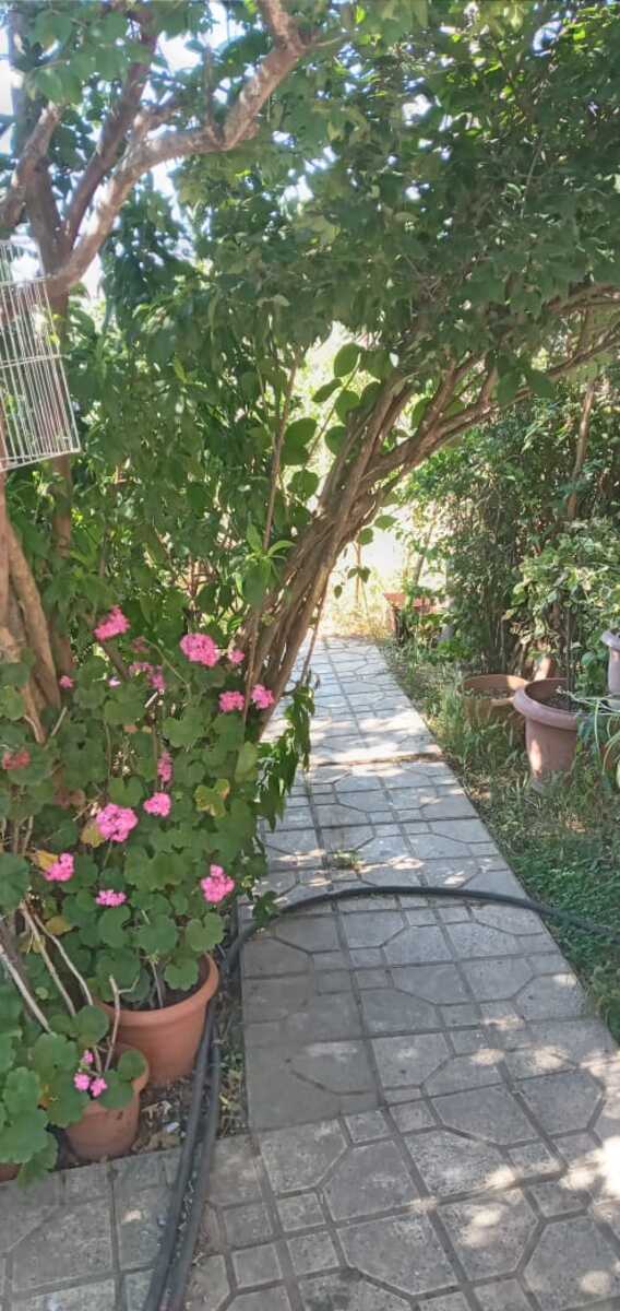 Satılır 4 otaqlı həyət evi/bağ evi 245 m² — Ev, villa, Masallı (7)