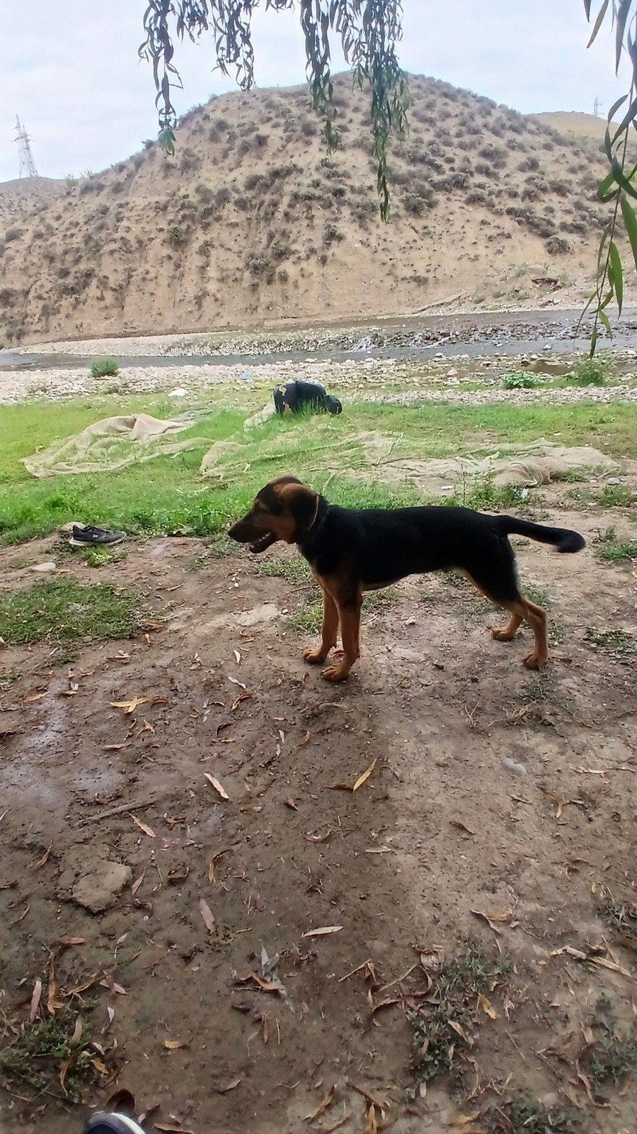 Polyak Hound ov iti — Heyvanlar, Tovuz (3)