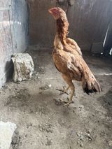 Salam heyrati fərə satılır 10 aylığdı Cinsi yapon brazil — Chickens and roosters