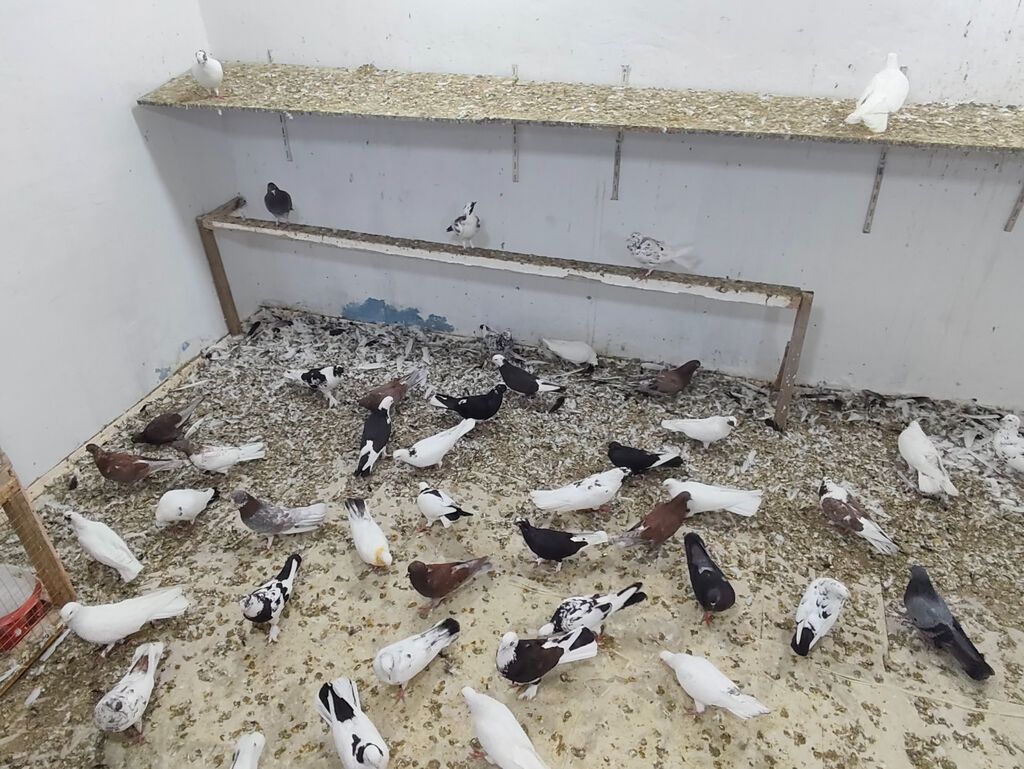 Satılır 4 manatdan hamsi tutulma heyvanlardir unvan Baki rayonlara — Digər heyvanlar, Bakı (5)