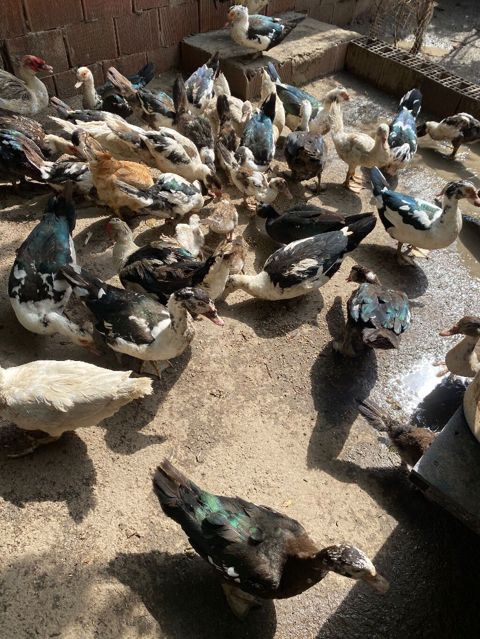 Salam balalar var boyuklerde balalar 10 azn boyukler 25 azin kubant — Bakı