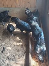 Toyuq, Australorp, Ətlik, Ödənişli çatdırılma — Chickens and roosters