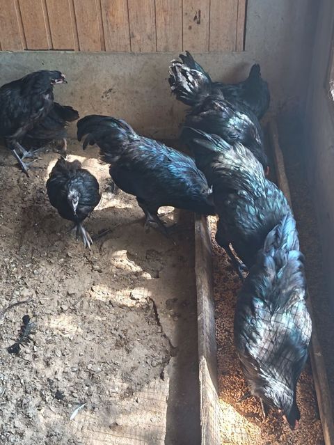 Toyuq, Australorp, Ətlik, Ödənişli çatdırılma — Digah