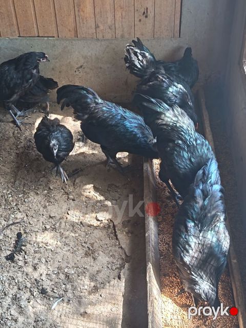Toyuq, Australorp, Ətlik, Ödənişli çatdırılma — Digah