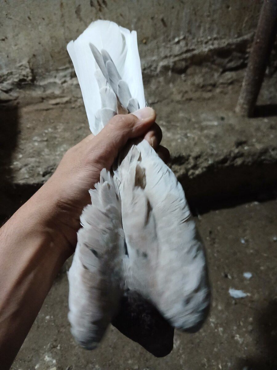 Göyərçin — Quşlar, Bakı (3)