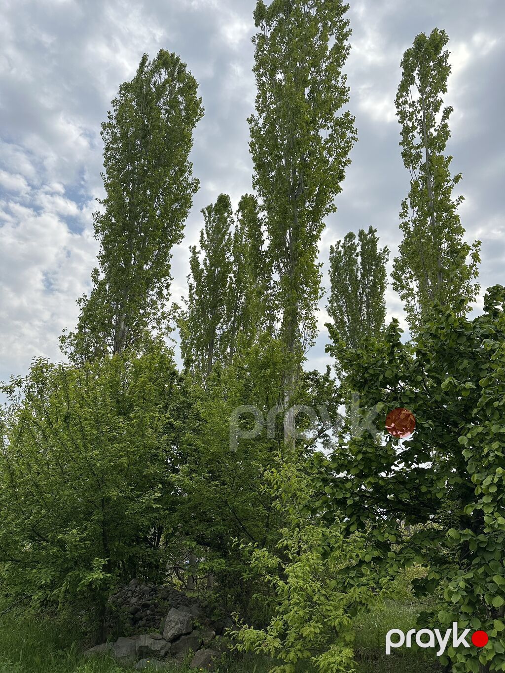 31 sot, Tikinti, Mülkiyyətçi, Kupça (Çıxarış) — Torpaq, Gəncə (4)