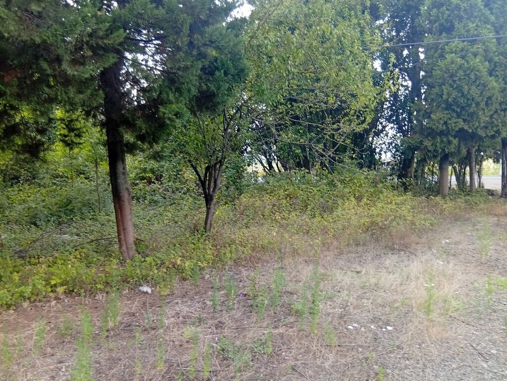67 sot, Tikinti, Mülkiyyətçi, Kupça (Çıxarış) — Torpaq, Lənkəran (2)