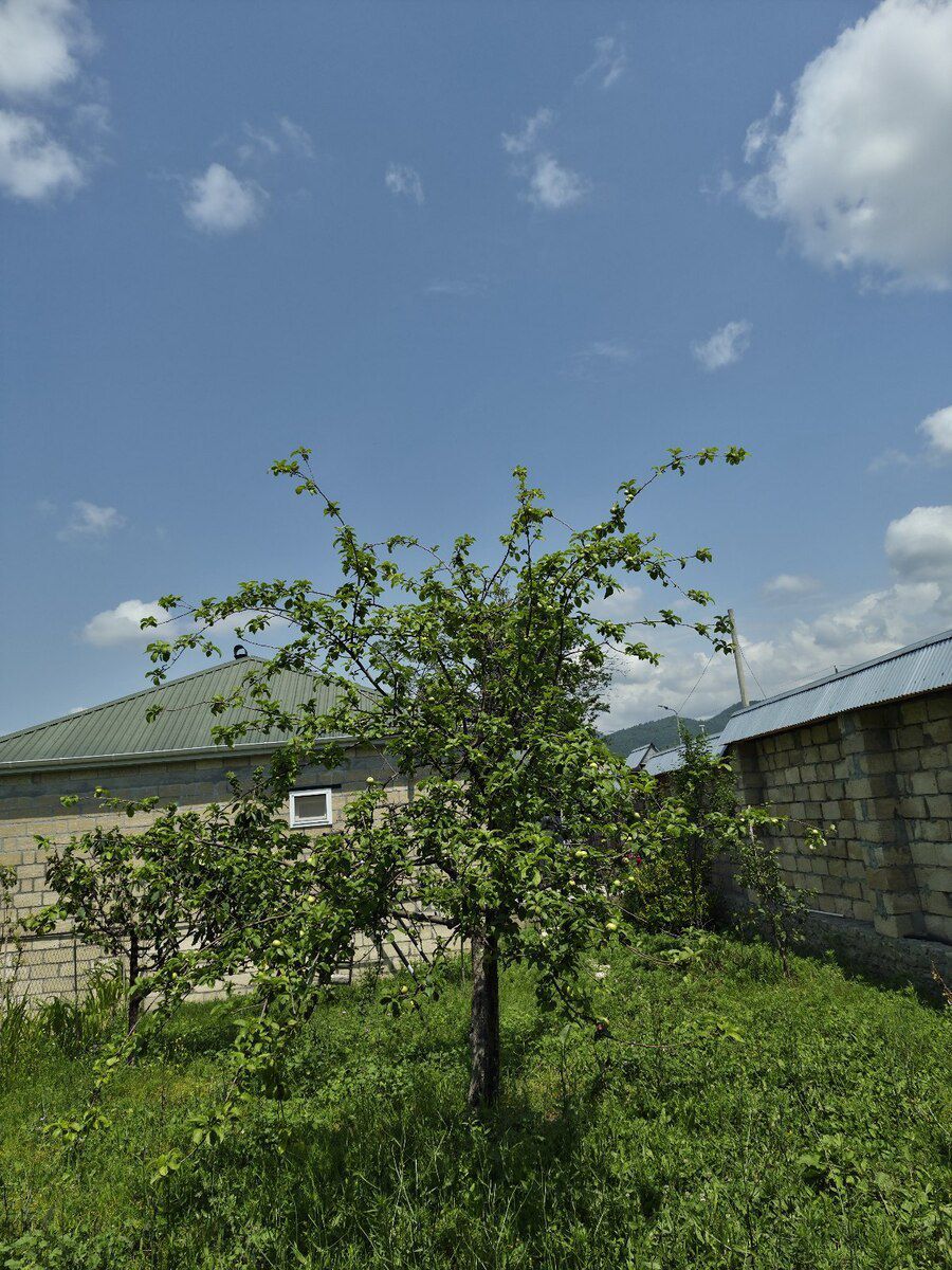 Həyət evi kirayə verilir, İsmayıllı r — Ev, villa, İsmayıllı (7)