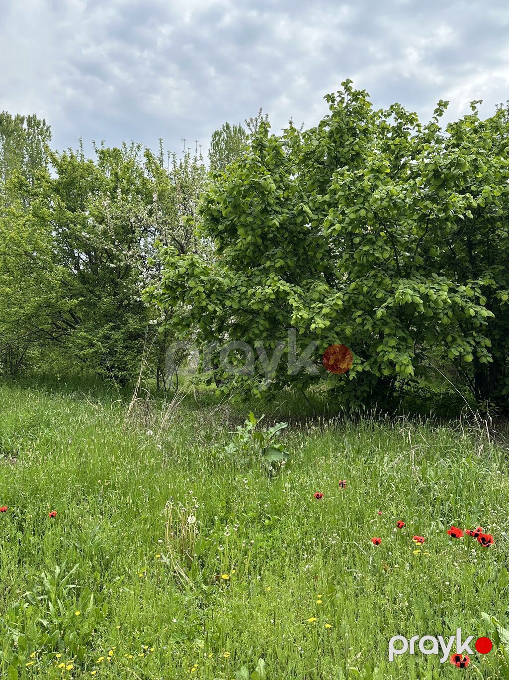 31 sot, Tikinti, Mülkiyyətçi, Kupça (Çıxarış) — Torpaq, Gəncə (8)