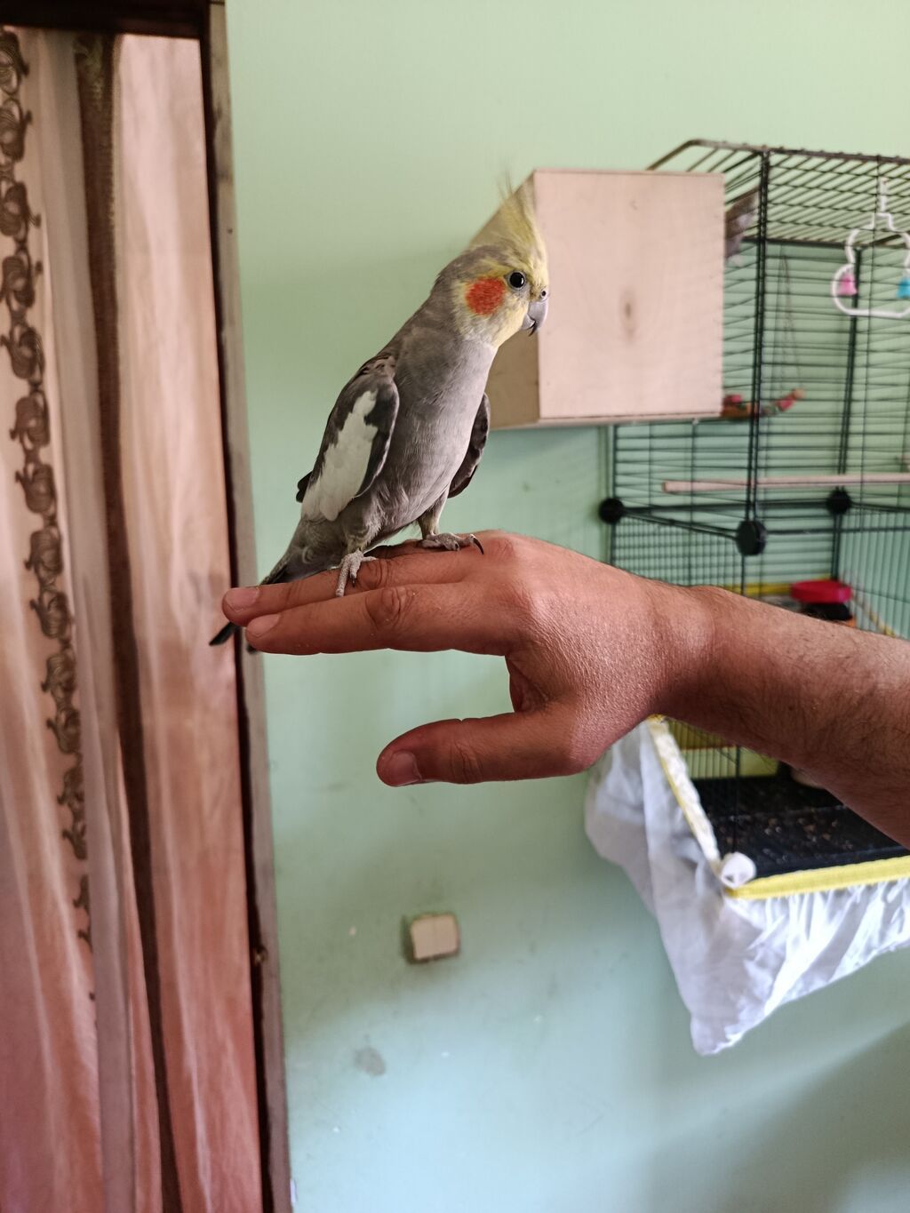Nimfa (cockatiel) – əl öyrəşmiş, ünsiyyətcil və sakit xasiyyətli quş — Quşlar, Bakı (2)