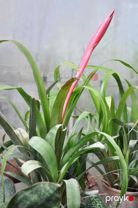 Bilbergiya — Novxanı
