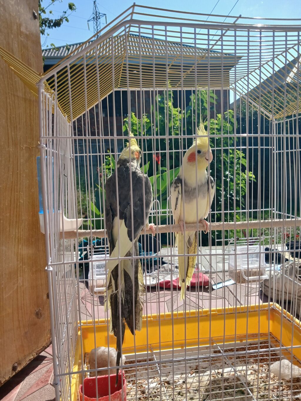 Nimfa papuqayları (cüt) - Növ: Nimfa (Cockatiel) – başında sarı ibik — Quşlar, Sumqayıt (5)