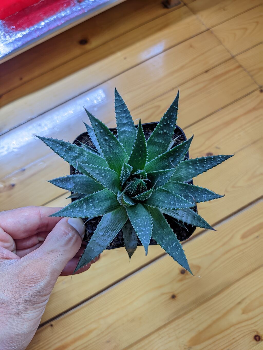 Aloe Aristata. Tam sağlam, problemsiz. Baxımı çox sadə. Torpaq — Qapı bitkələri, Sumqayıt (3)