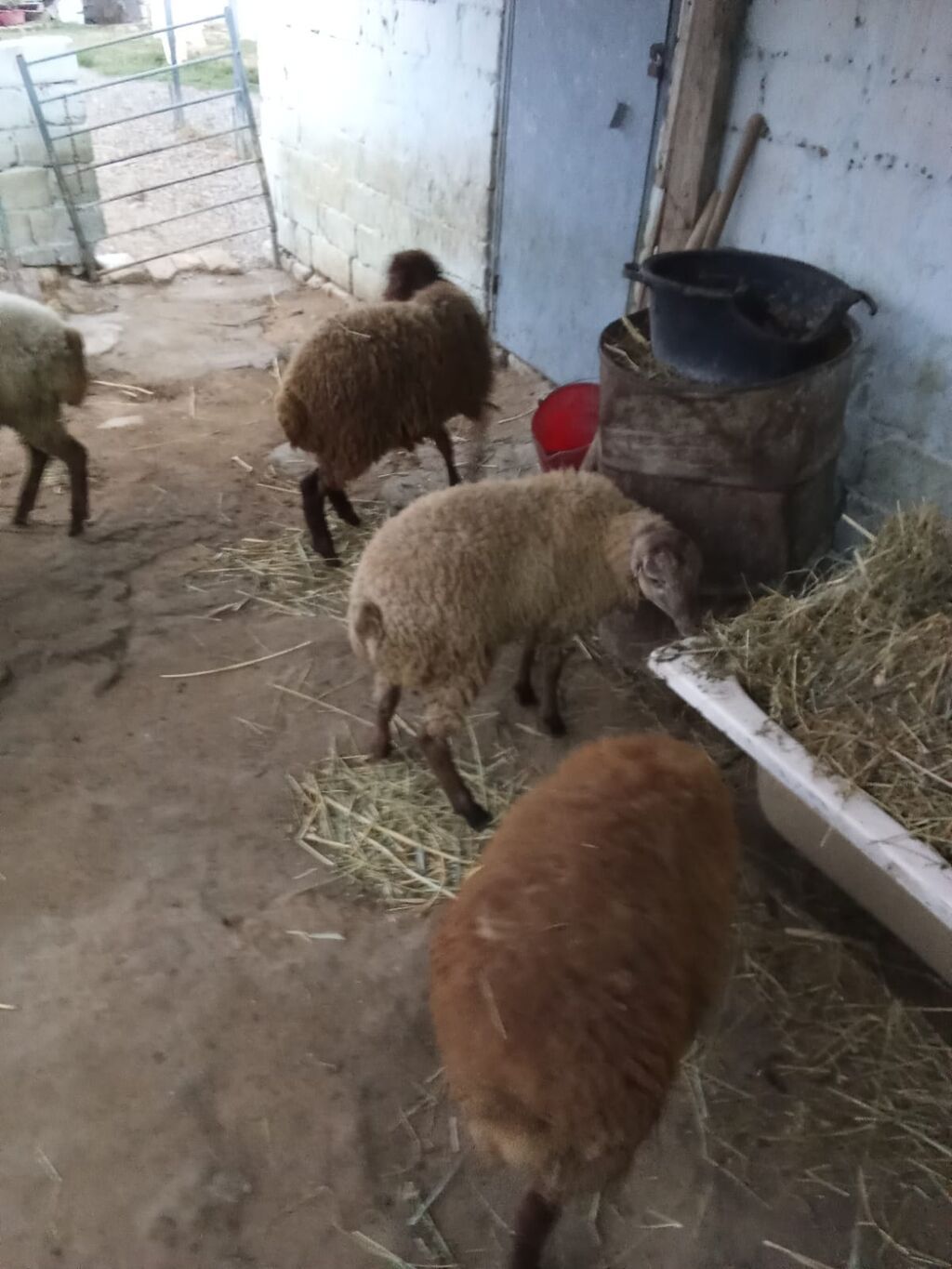 4 dene quzu istəyən olsa yazsın videosunu atım baxın real alıcıya — Heyvanlar, Xırdalan (3)