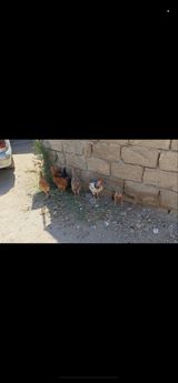 1-10 AZN TEK TEK Satılmır 8 denedir Yerli kənd toyuqları — huseyn