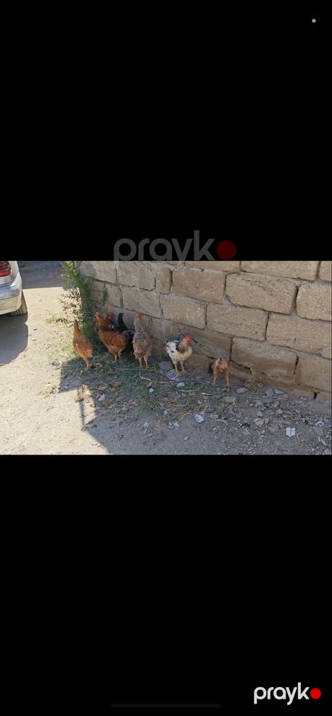 1-10 AZN TEK TEK Satılmır 8 denedir Yerli kənd toyuqları — Digah