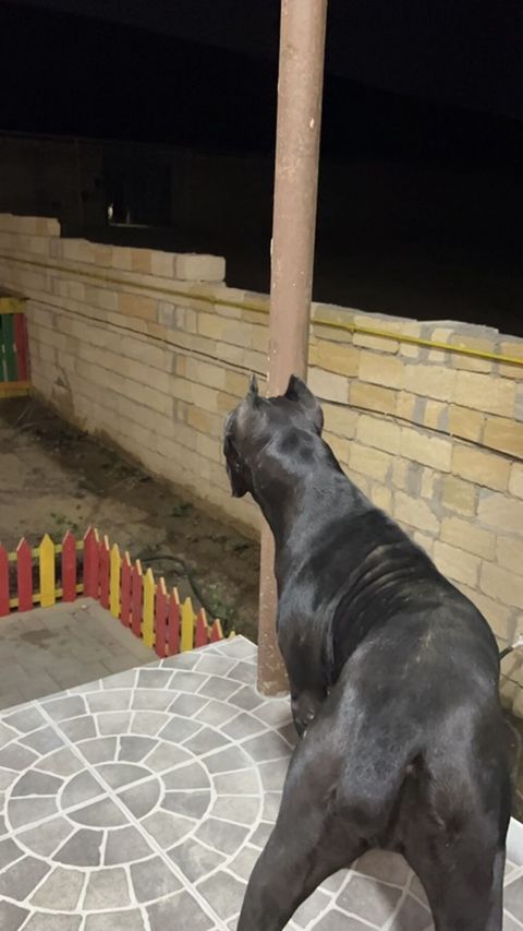 Kane-Korso, 1 ay, Peyvəndli — Qobu