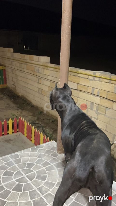 Kane-Korso, 1 ay, Peyvəndli