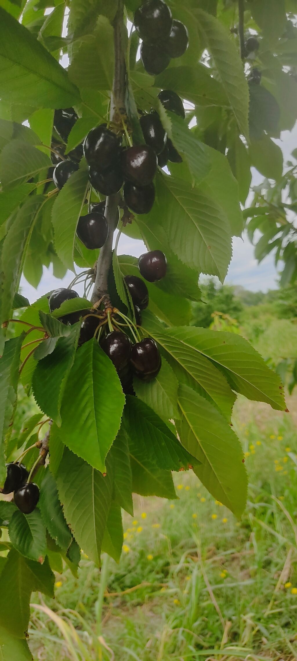 Salam bağ sexsi özümə aitdr bağı barter məsələside var bağı Bakıda — Qida məhsulları, Qusar (8)
