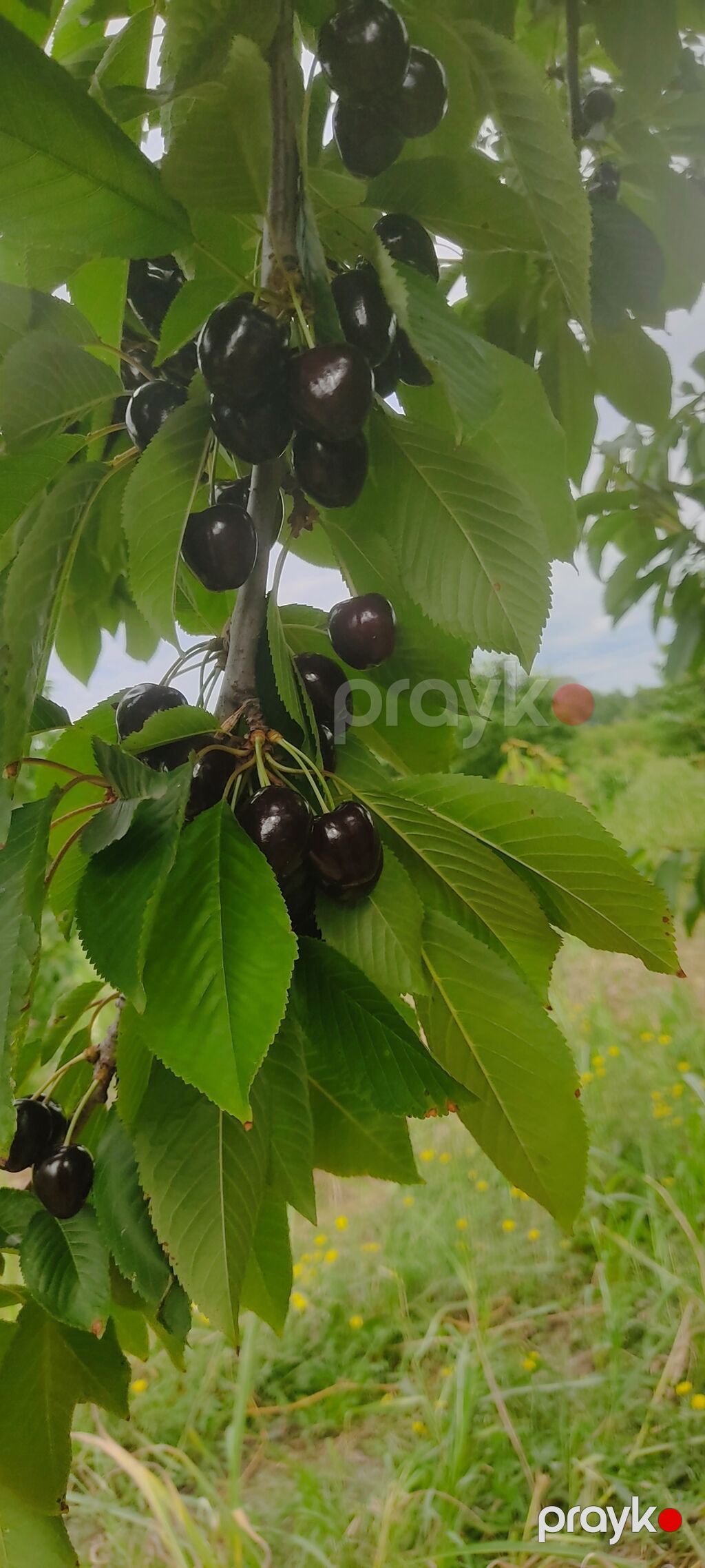 Salam bağ sexsi özümə aitdr bağı barter məsələside var bağı Bakıda — Qida məhsulları, Qusar (8)