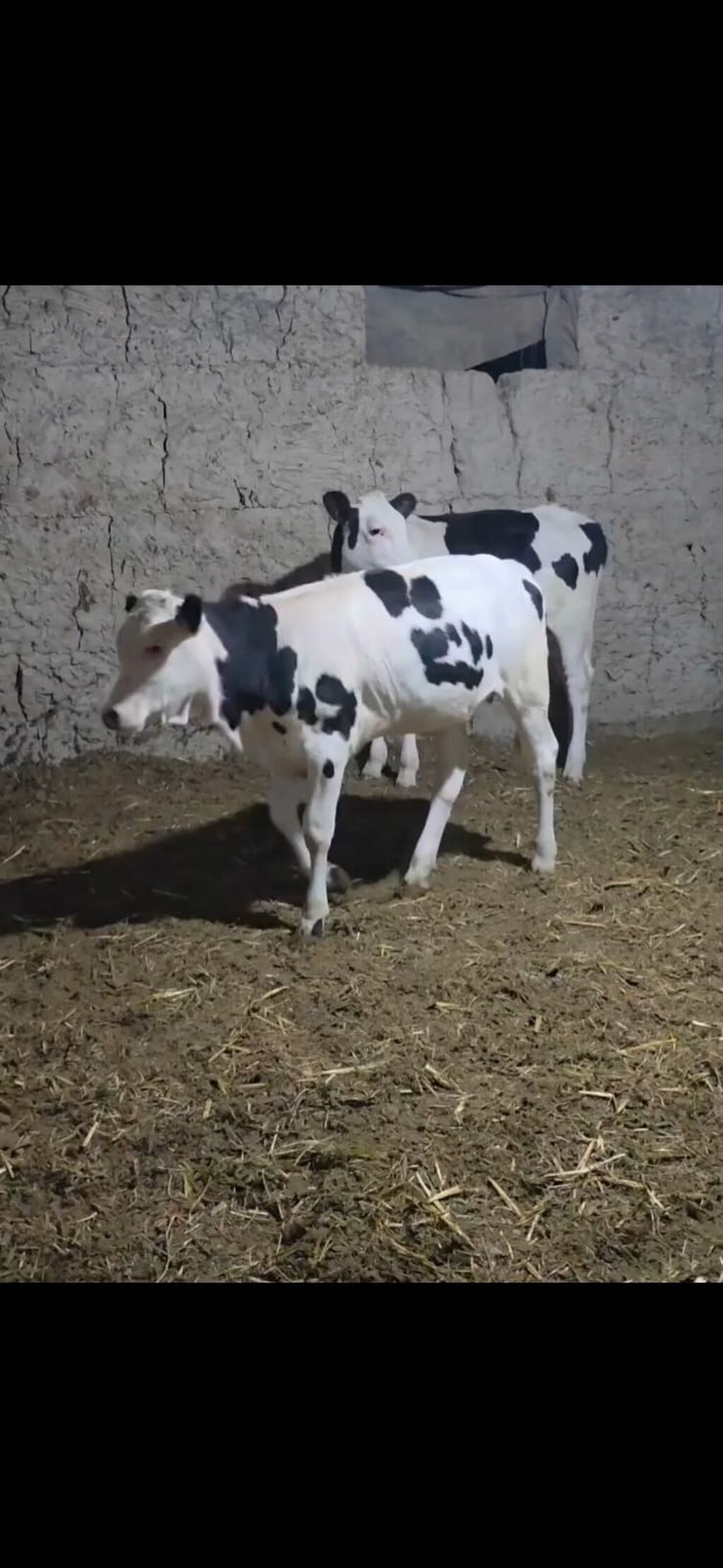Qarışıq südlük tipli qara-ağ rəngli buzovlar. - Cins tipi — Heyvanlar, Quba