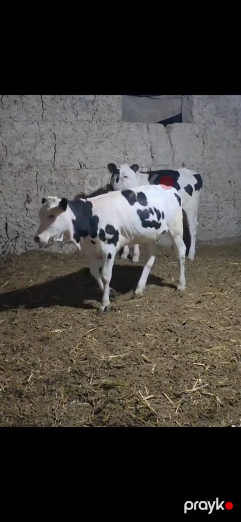 Qarışıq südlük tipli qara-ağ rəngli buzovlar. - Cins tipi — Quba