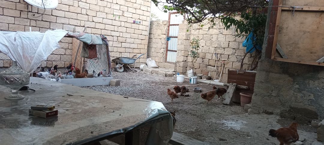 Satılır 1 otaqlı həyət evi/bağ evi 32 m² — Ev, villa, Bakı (7)