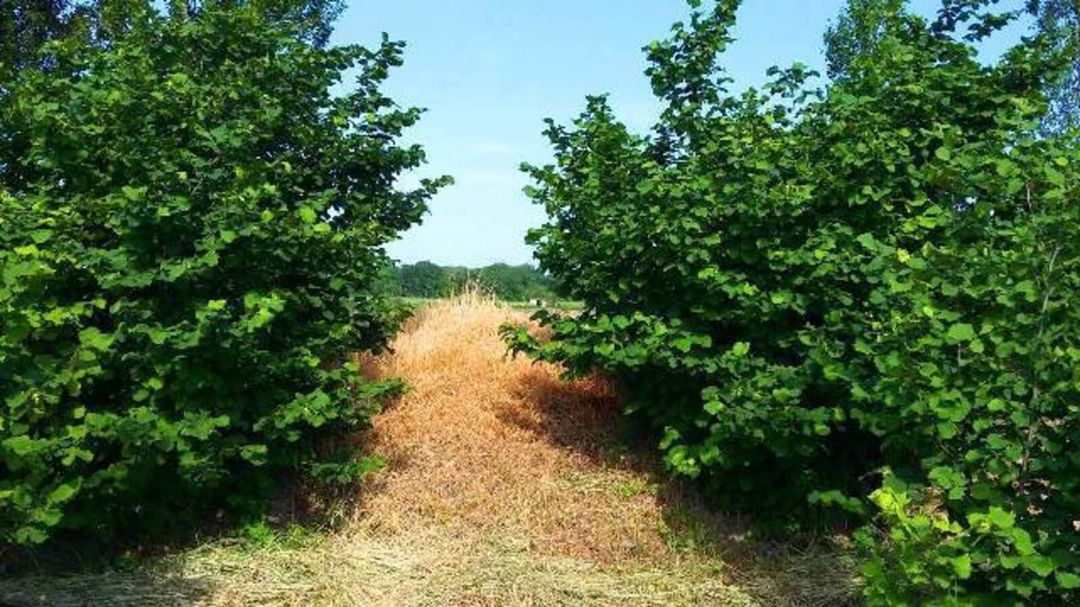 Satılır torpaq 180 sot — Torpaq, Xaçmaz (10)