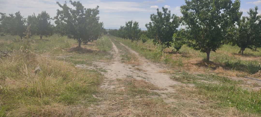 Satılır torpaq 231 sot — Torpaq, Qusar (3)