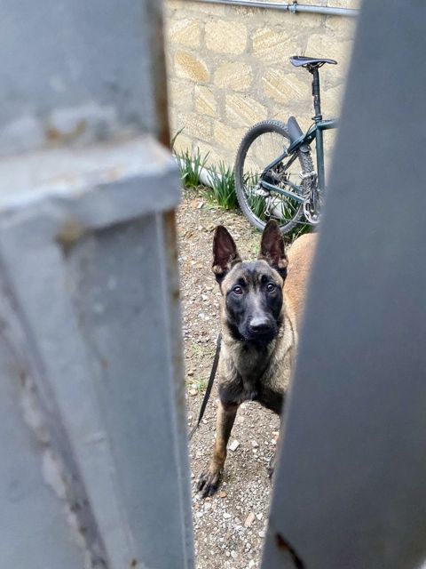 Belgian malinois — Sumqayıt