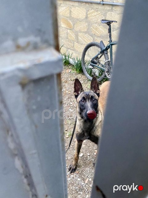 Belgian malinois