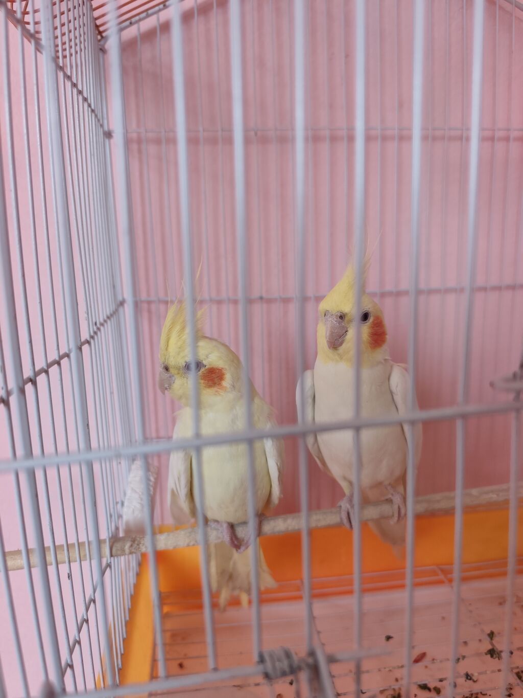Nymph paraketləri (Cockatiel) – 2 ədəd cüt Xüsusiyyətlər: - Rəng — Quşlar, Bakı (3)