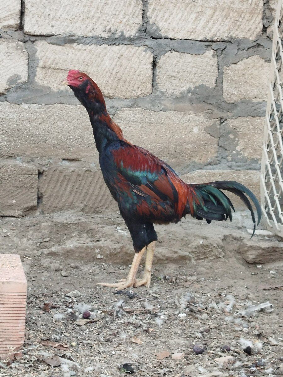 Heyratı xoruz — Quşlar, Gəncə (2)