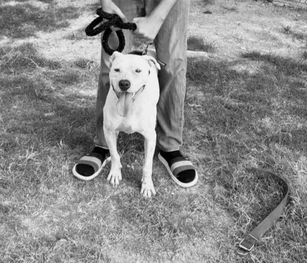 Pitbul — Heyvanlar, Bakı (7)