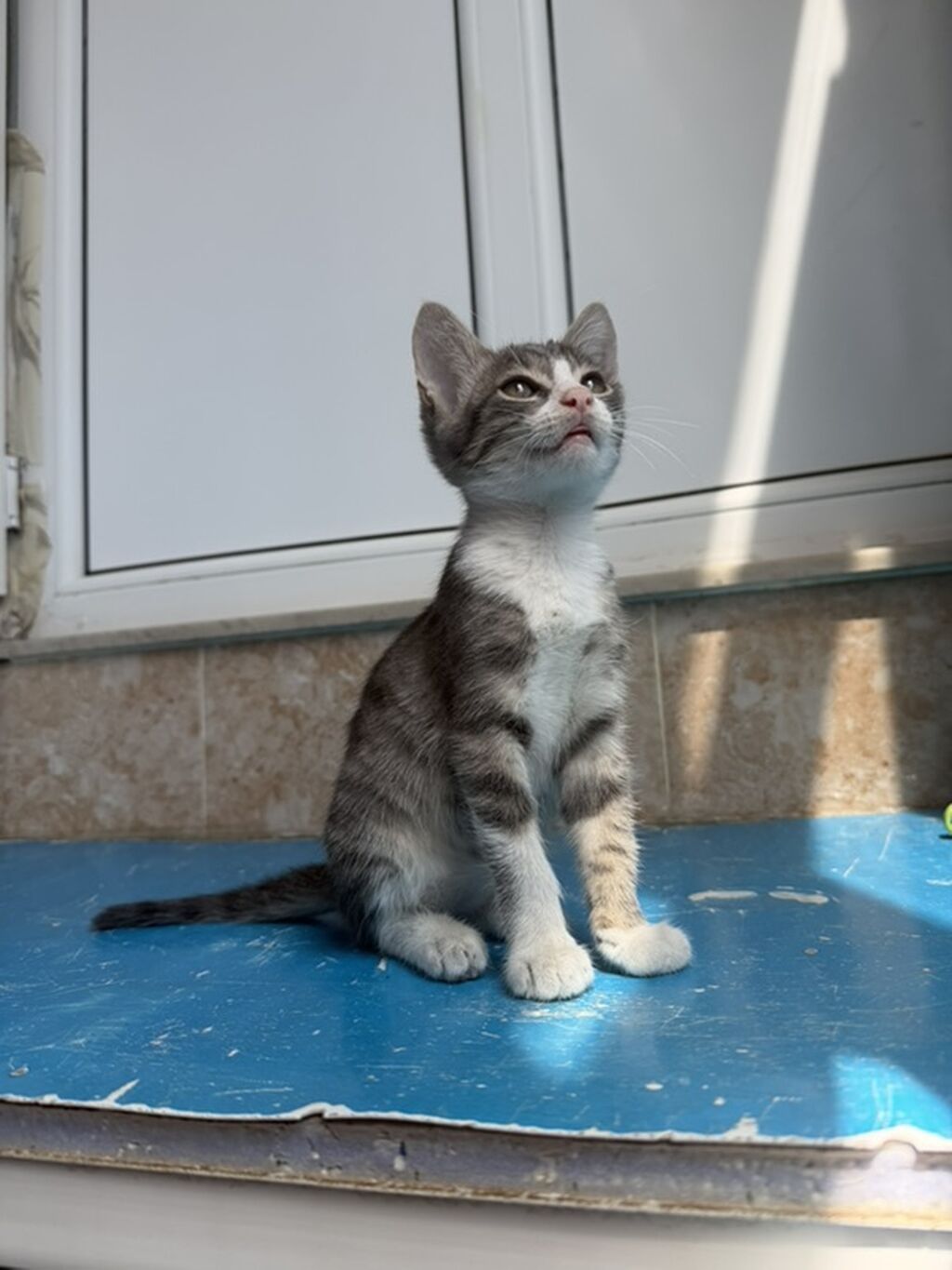 Tabbi, Yaxşı əllərə — Pişiklər, Bakı (3)