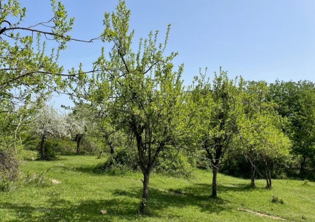 127 sot torpaq sahəsi, Quba r — Torpaq, Quba (8)