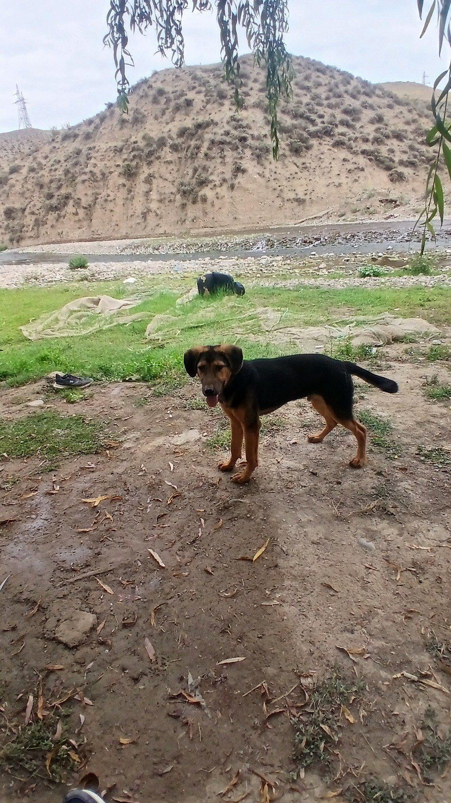 Polyak Hound ov iti — Heyvanlar, Tovuz (2)