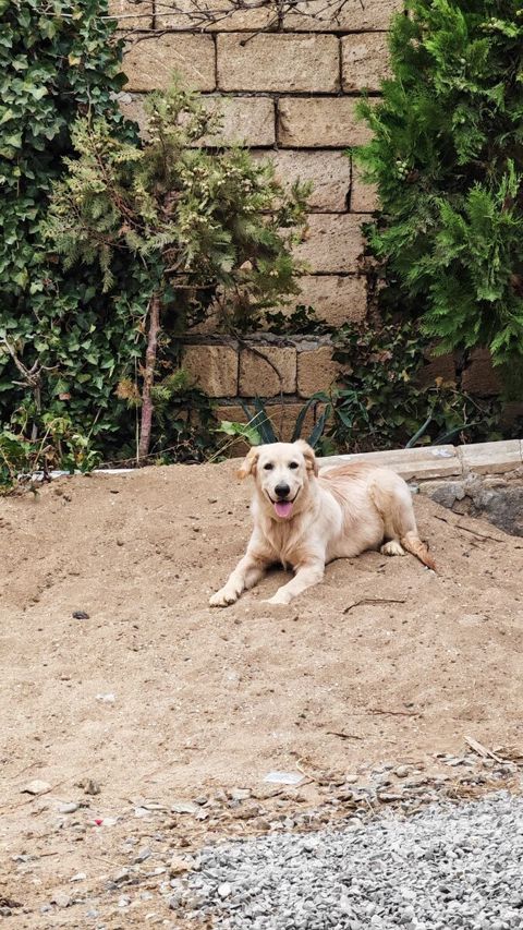 Labrador Retriver — Bakı