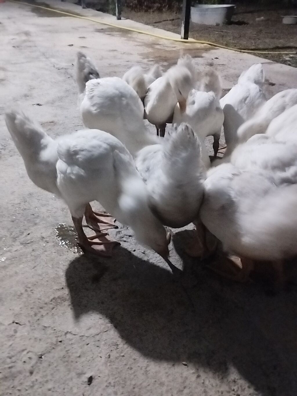 Linda Kuban qazlar 2 aylıqdır sayı 14 ədəddir. Real alıcılar narahat — Heyvanlar, Şəki (6)