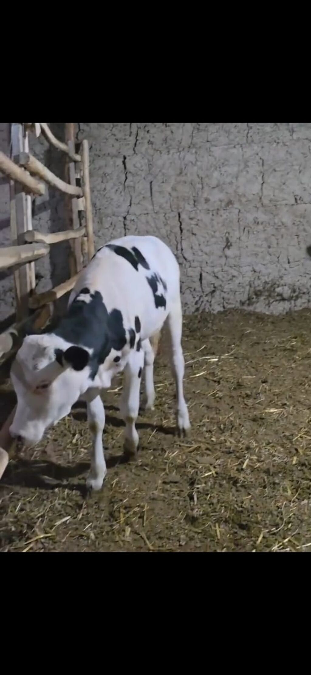 Qarışıq südlük tipli qara-ağ rəngli buzovlar. - Cins tipi — Heyvanlar, Quba (9)